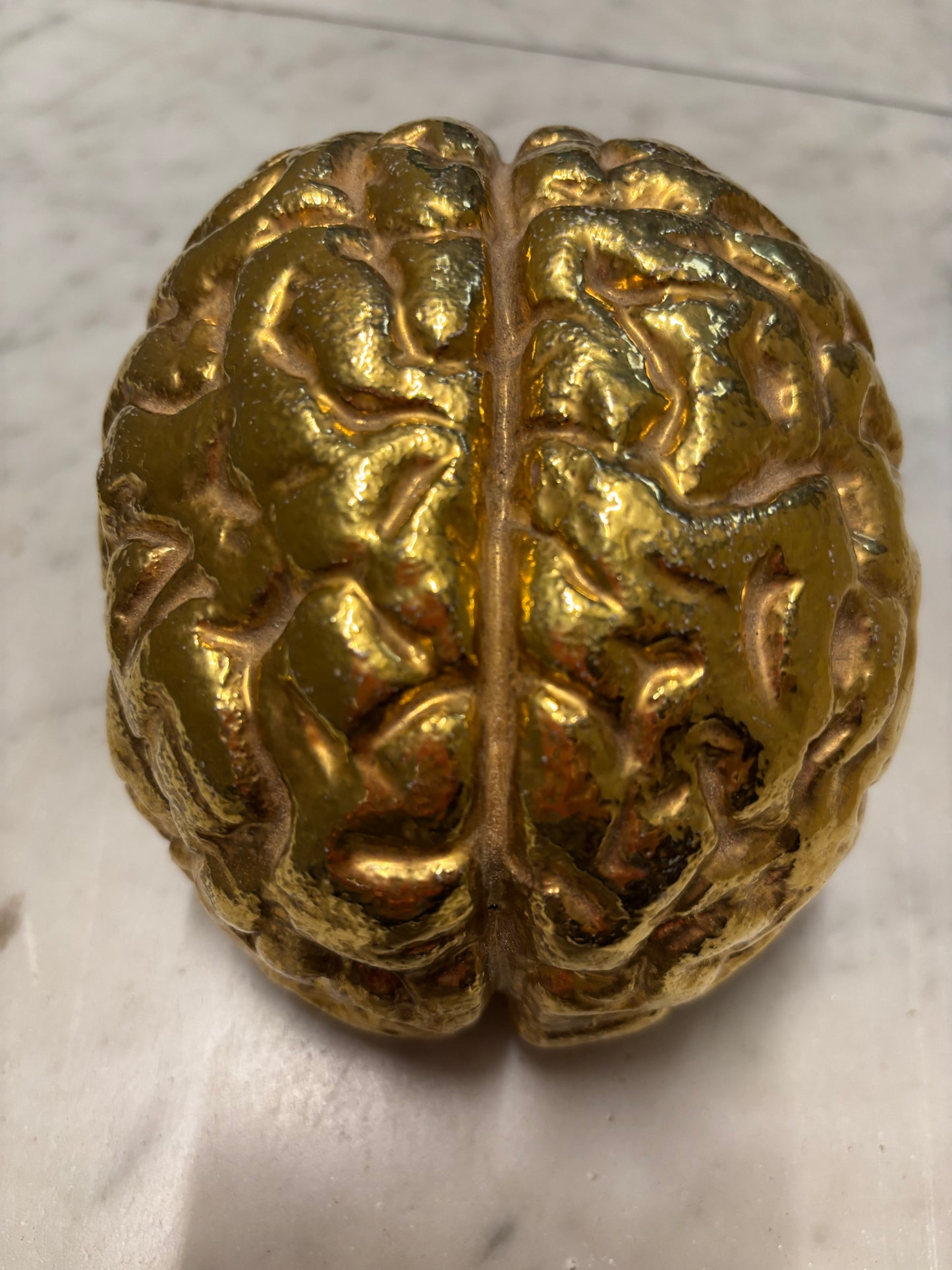 Il Cervello