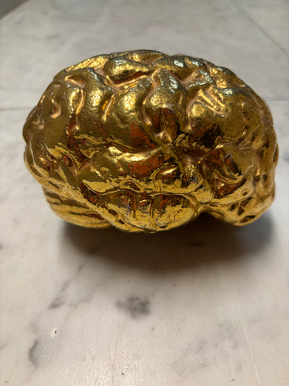 Il Cervello